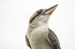 Kookaburra Gracefully Resting During The Day Stock Photo