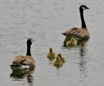 Beautiful Isolated Photo Of A Young Family Of Canada Geese Swimming Stock Photo