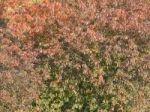 Autumn Tree Foliage Texture Stock Photo