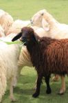 Black And White Sheeps Stock Photo