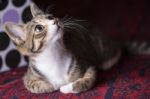 Cute Kitten On Red Carpet, Stock Photo