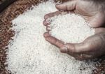 Hand Holding Rice Stock Photo