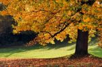 Tulip Tree (liriodendron Tulipiferain) In East Grinstead Stock Photo