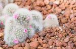 Cactus In Desert  For Background Or Wallpaper Stock Photo