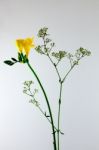 Freesia Flower Stock Photo