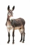 A Male Donkey On White Background Stock Photo