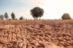 Trees On Dry Land Stock Photo