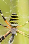 Orb-weaving Spider (argiope Bruennichi) Stock Photo