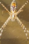 Banded Garden Spider (argiope Trifasciata) Stock Photo