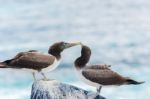 Juvenile Nazca Booby In Galapagos Stock Photo