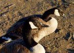 Two Beautiful Canada Geese Stock Photo