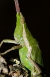 Green Grasshopper (pyrgomorpha Conica) Stock Photo