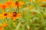 Bee And Zinnia Flowers Stock Photo