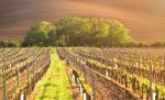 Spring Vineyard In Evening Sunlight Stock Photo