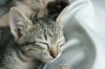 Adorable Funny Cute Kitten Cat Close Eye Sleep Tight With Brother Sister On White Grey Soft Cloth Bed At Home Stock Photo