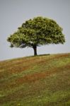 Lonely Tree In Hill Stock Photo