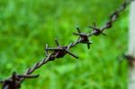 Barbed Wire Against Green Background Stock Photo