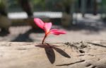 Frangipani (plumeria) , In  Color And Blur Style For Background Stock Photo