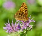 Image Of A Beautiful Butterfly Sitting On Flowers Stock Photo