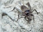 Beetle With Long Mustache Stock Photo