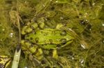 Edible Frog (pelophylax Esculentus) Stock Photo