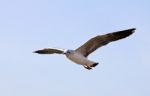 A Photo Of A Flying Seagull Stock Photo