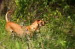 Serbian Hound Dog Stock Photo