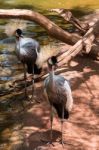 Fuengirola, Andalucia/spain - July 4 : Black Crowned Cranes At T Stock Photo