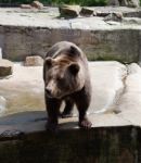 Strong Brown Bear In City Zoo Stock Photo