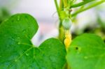 After Flowering Is Developing A Small Stock Photo