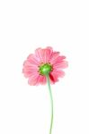 Pink Zinnia Flower Stock Photo