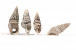 Group Of Seashells Stock Photo