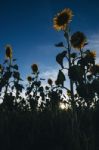 Sunflowers In A Field In The Afternoon Stock Photo