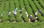 Dalat, Vietnam, July 30, 2016: A Group Of Farmers Picking Tea On A Summer Afternoon In Cau Dat Tea Plantation, Da Lat, Vietnam Stock Photo