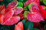 Red And Pink Anthurium Flower Also Known As Tail Flower Stock Photo