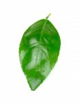 Lime Leaf Isolated On The White Background Stock Photo