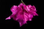 Wet Bougainvillea Flower Stock Photo