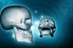 Skull Stock Photo