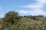 Quercus Ilex Tree Stock Photo