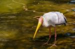 Fuengirola, Andalucia/spain - July 4 : Yellow-billed Stork (myct Stock Photo