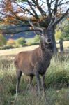 Proud Stag In Autumn Stock Photo