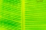 Background By Green Leaves And Banana Leaf Stock Photo