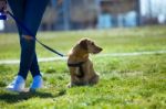 Beautiful Young Woman With Her Dog Walking In The Park Stock Photo