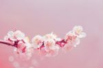 Cherry Blossom With Soft Focus, Sakura Season Background Stock Photo