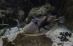 Picasso Trigger Fish Swimming Stock Photo