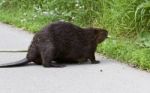 Detailed Closeup Of A Funny North American Beaver In Front Of The Grass Stock Photo