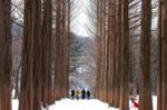 Nami Island - South Korea - January 19: Tourists Taking Photos Of The Beautiful Scenery Around Nami Island On January 19, 2015, South Korea Stock Photo