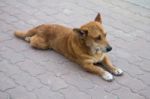 Brown Stray Dog Stock Photo