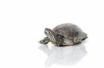 Turtle Stock Photo