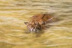 Siberian Tiger In Water Stock Photo